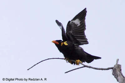 Hill Myna