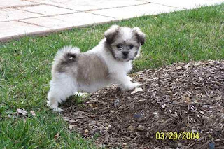 Shih Mo puppy