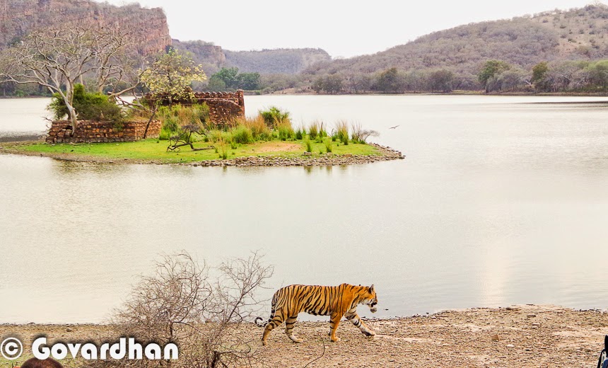 Tiger Hotspots  Several regions in India are renowned for their tiger populations, offering prime opportunities for tiger sightings. Some of the main tiger hotspots in India include: