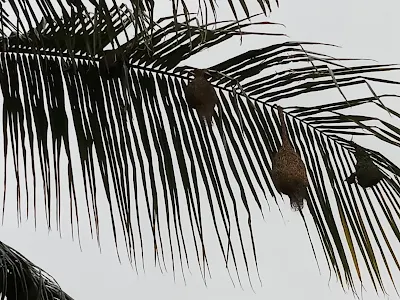 Baya weaver birds