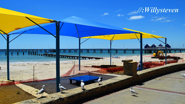 Seagull in Busselton Jetty, WA