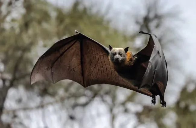 الخفاش المكسيكي ذو الذيل الحر