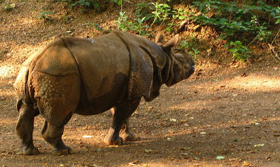 Indian rhinoceros, indian one horned rhinoceros, Rhinoceros unicornis , kaziranga national park