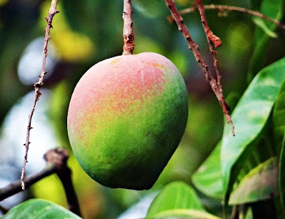 Cultura da mangueira (Mangifera indica) 