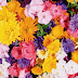 flower wallpapers beautiful flower wallpaper flower wallpaper for