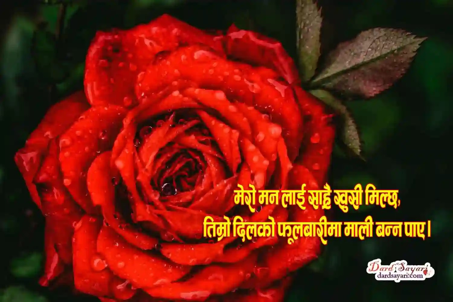 love-shayari-in-nepali