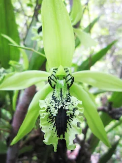 Mengenal Anggrek Hitam (Coelogyne Pandurata) Dari Hutan Kalimantan Dan Cara Budidaya Anggrek Hitam 