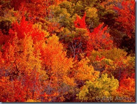 fall_foliage_TEMP0465