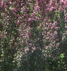 Gladiator Crabapple tree Pros and Cons, Growth Rate, Care, Problems
