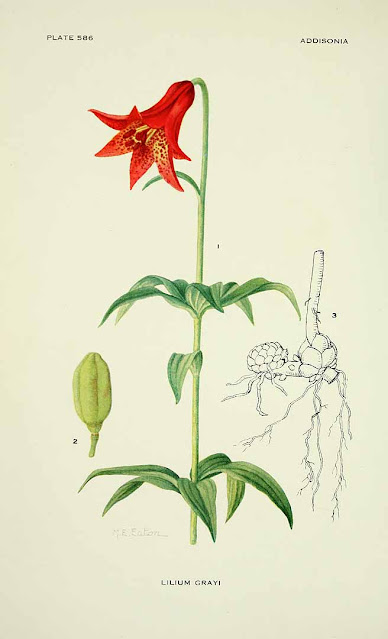 Лилия Грея (Lilium grayi)