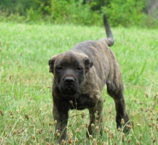 Mastiff Puppy Picture