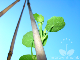 vine of climbing nasturtium in the garden