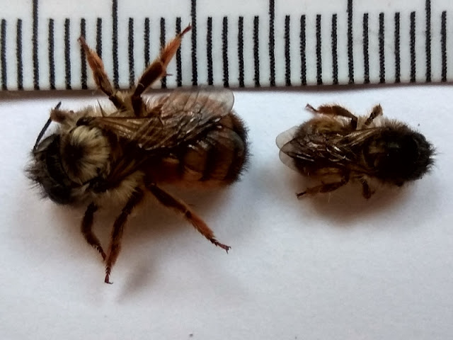 Osmia bicornis - samica female