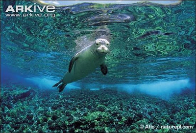 Hawaiian-Monk-Seal