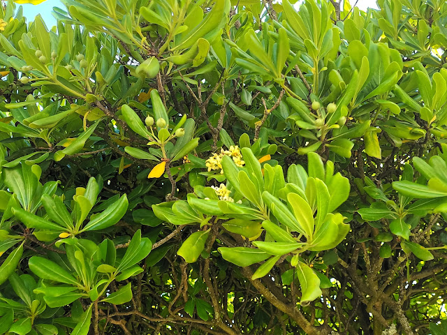 Pitosporo o azahar de la China (Pittosporum tobira (Thunb.) W.T. Aiton).