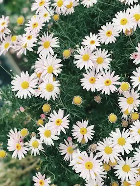 الأعشاب الطبیة