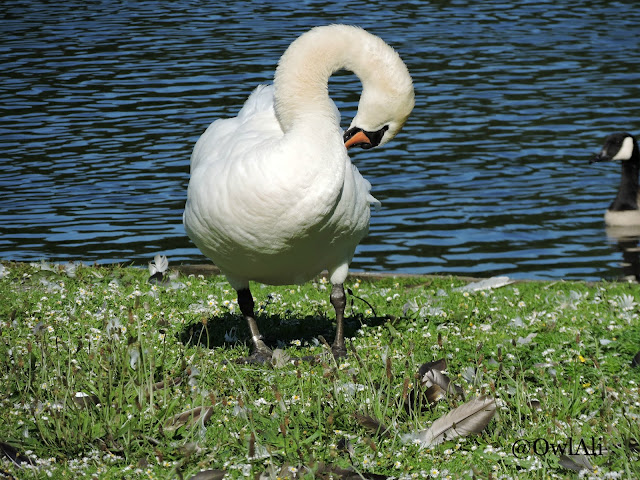 A swan preening