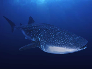 <imgsrc="http://udinikkara.blogspot.com/image.jpg" alt="whale shark" … />