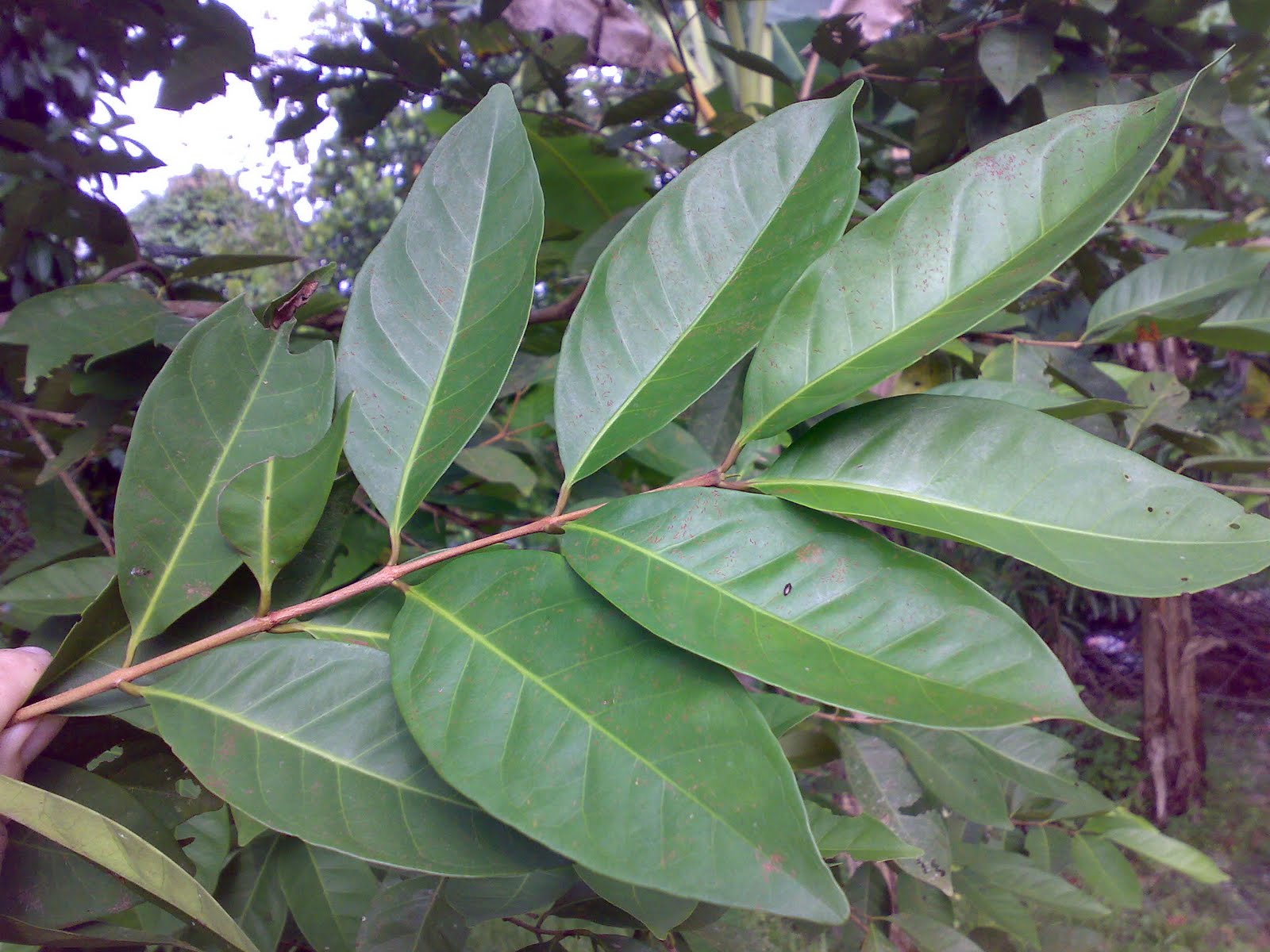 makanan untuk asam urat daun salam