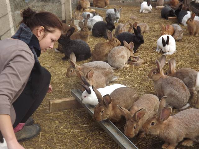 rabbit farming at home