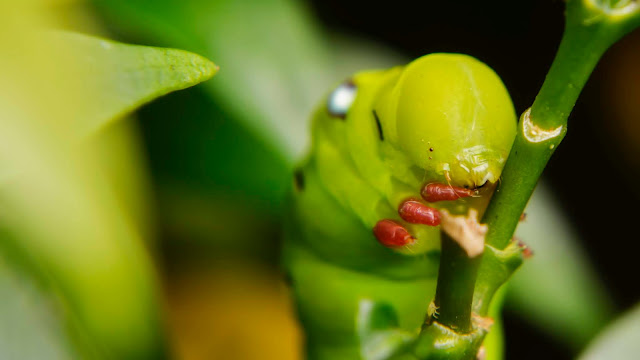 Top 10 Ten Awesome Macro Photography Part 9 | Random Insect Photos