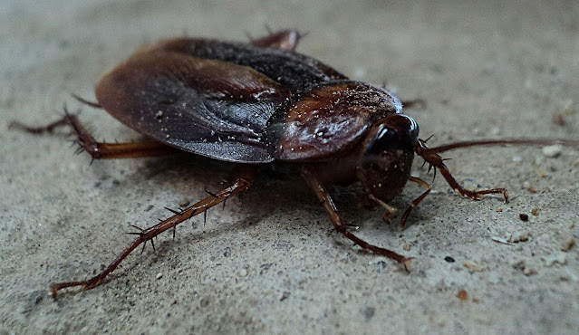 5 ways to get rid of cockroaches forever