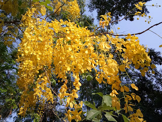 Golden Shower Tree