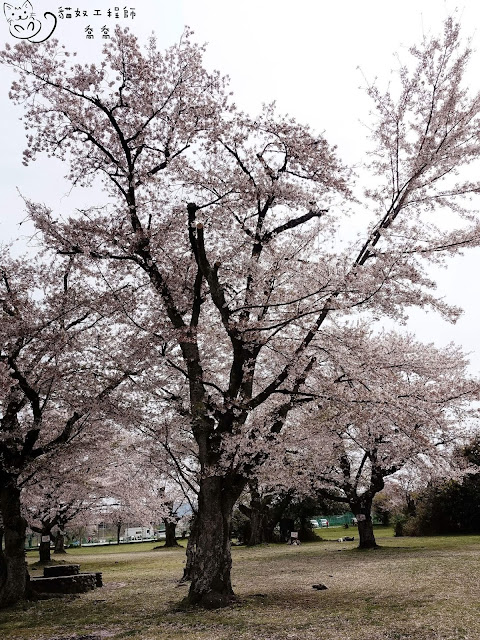 嵐山路旁隨便一棵櫻花樹就超美的