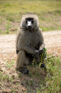 Safari por Kenia II