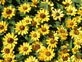 Zinnia Profusion Yellow