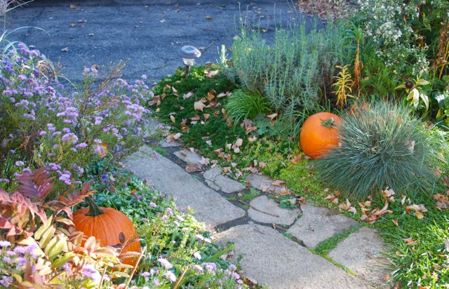Asters and pumpkins add color to the sunny Driveway Garden this fall.