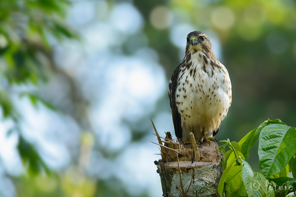 Laitiib-viu, Buteo platypterus, Broad-winged Hawk, broadwing