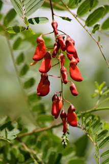 sesbania rattlebox