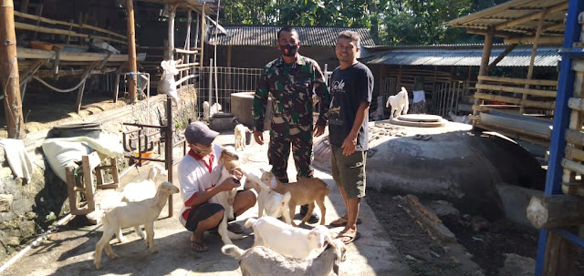 Kodim Sragen - Danramil Gemolong Kunjungi Peternakan Kambing