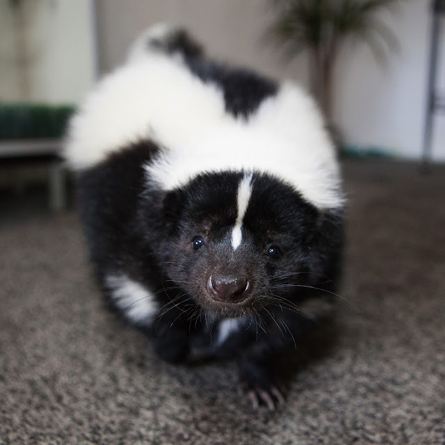 photo of skunk looking into camera