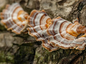 3 Manfaat Penting Jamur Ekor Kalkun untuk Kesehatan Tubuh