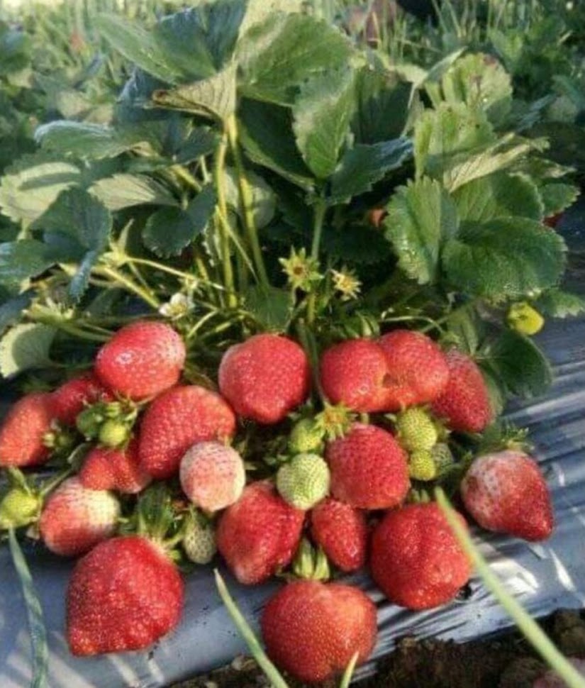 Strawberry, Paket 5 Jenis Strawberry, Stroberi, Strawbery Binjai