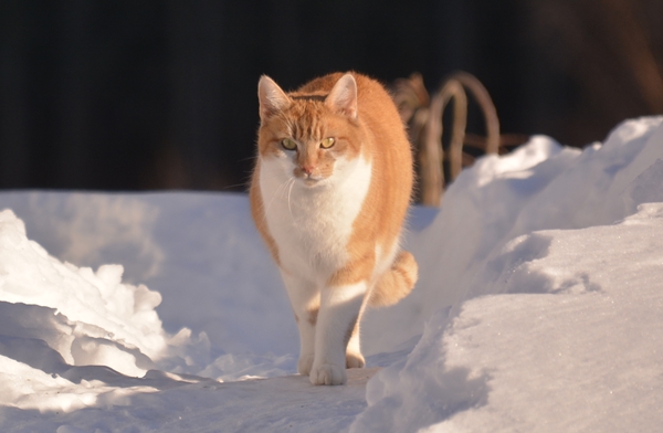 pus katt kattepus pusekatt