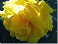 IMG_0040