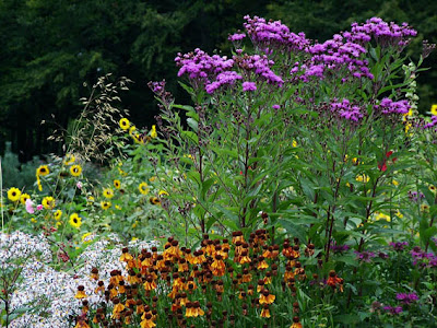 Vernonia crinita