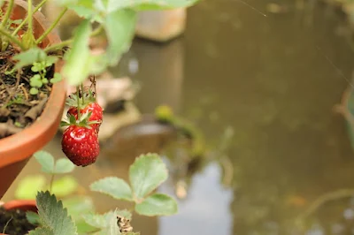 Taman Ada Buah Strawberry