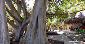 Árvore de majágua, Ilhas do Rosário, Colômbia