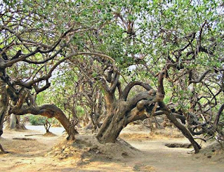 भारत के कुछ विचित्र व चमत्कारी मंदिर |  Bizarre and Mysterious Temples of India