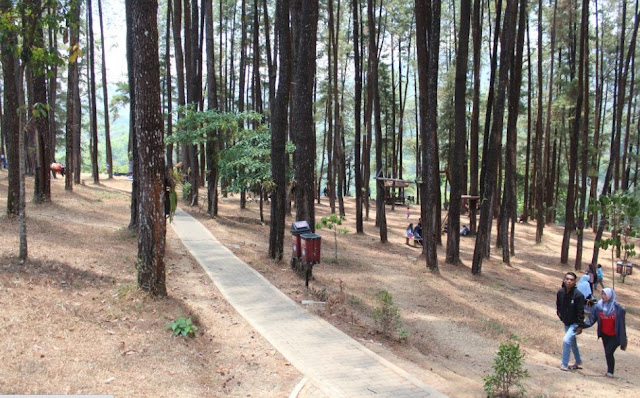 hutan-pinus-nongko-ijo