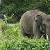 Petani Berjuang Lawan Gajah Liar di Way Kambas, Hanya Luka Ringan