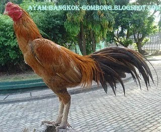 Ayam Bangkok Petarung