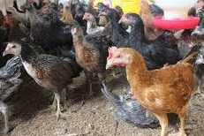 Jenis-Jenis Ayam Buras Atau Ayam Lokal dan Ciri-cirinya