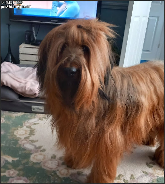 briard