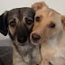 Τα πιό αγαπημένα σκυλάκια (Video)