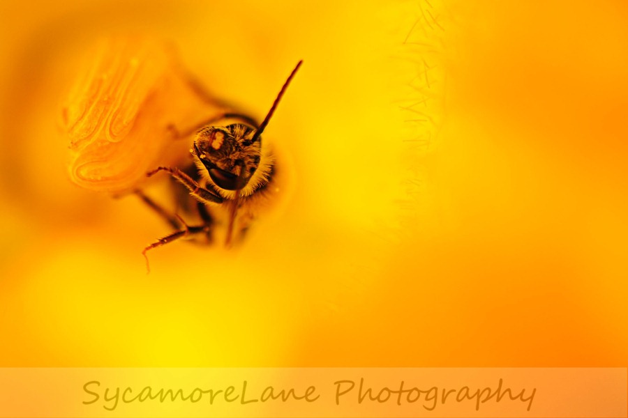 bee-pumpkin flower-2-wm